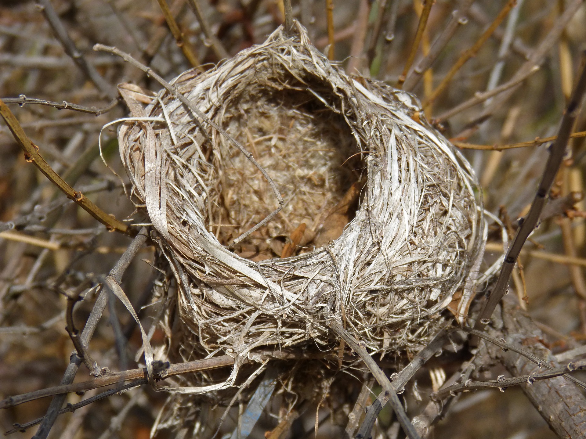 Gold bird s nest. Чашевидное гнездо. Гнездо гнездиться гнездовье гнездовой. Гнездо гнездо зарянки. Гнездо касиков.